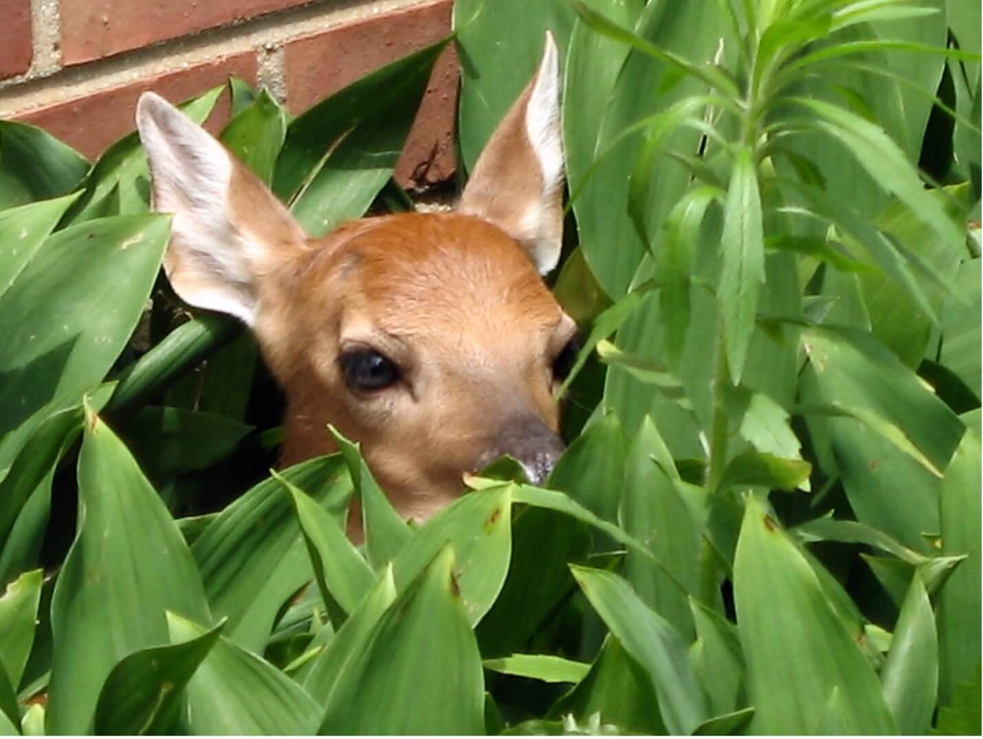 A fawn in the brush