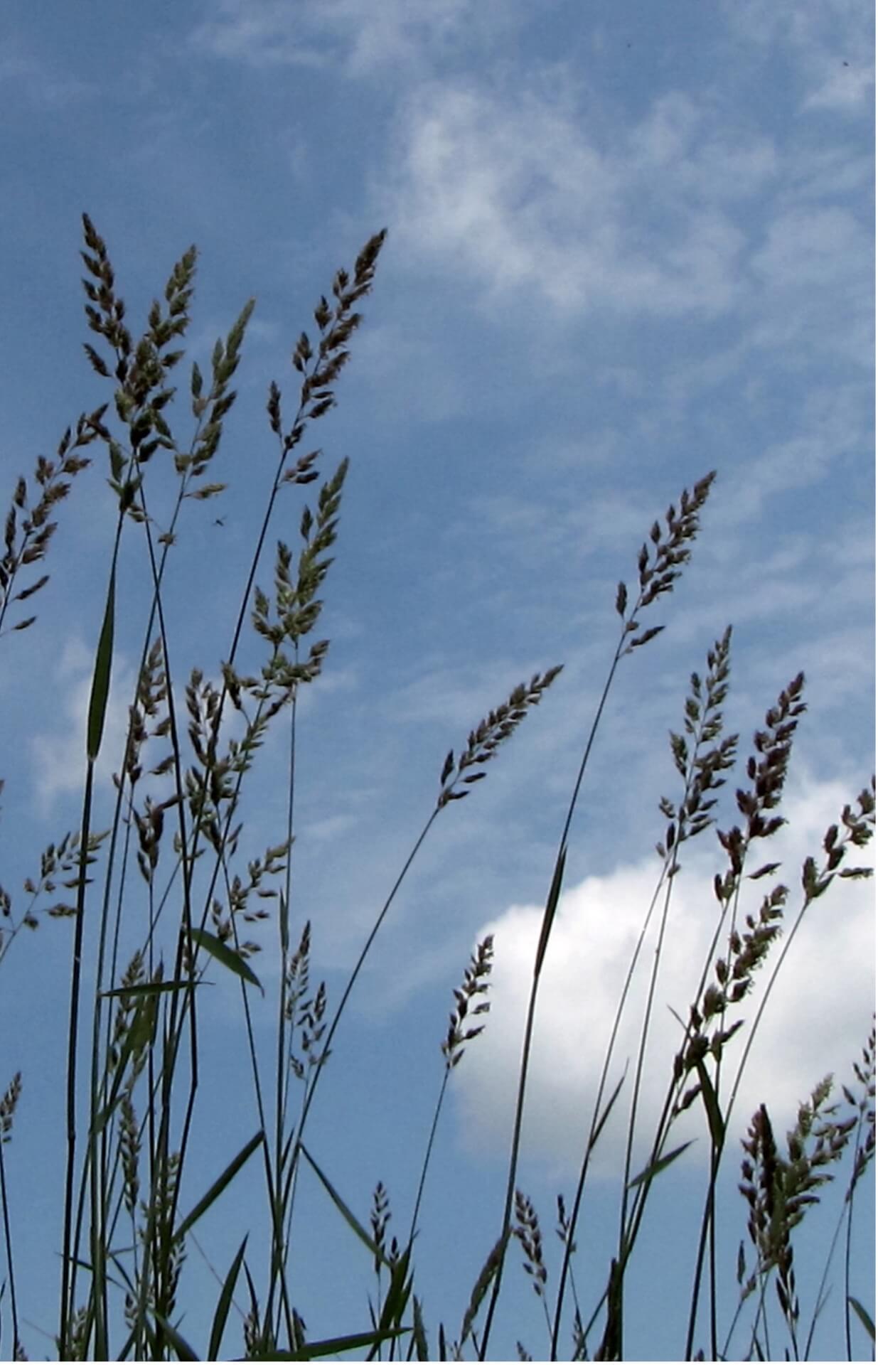 Tall Grasses