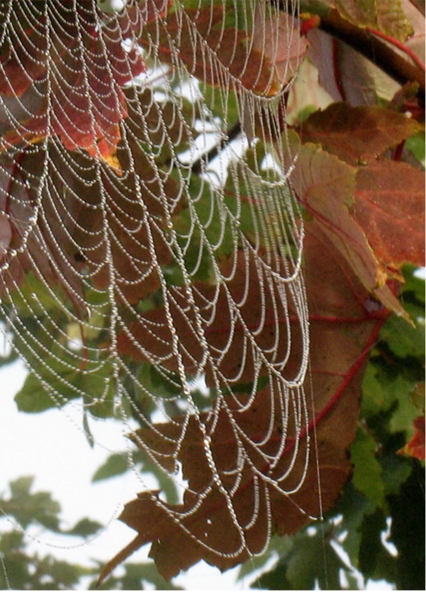 Spider Web